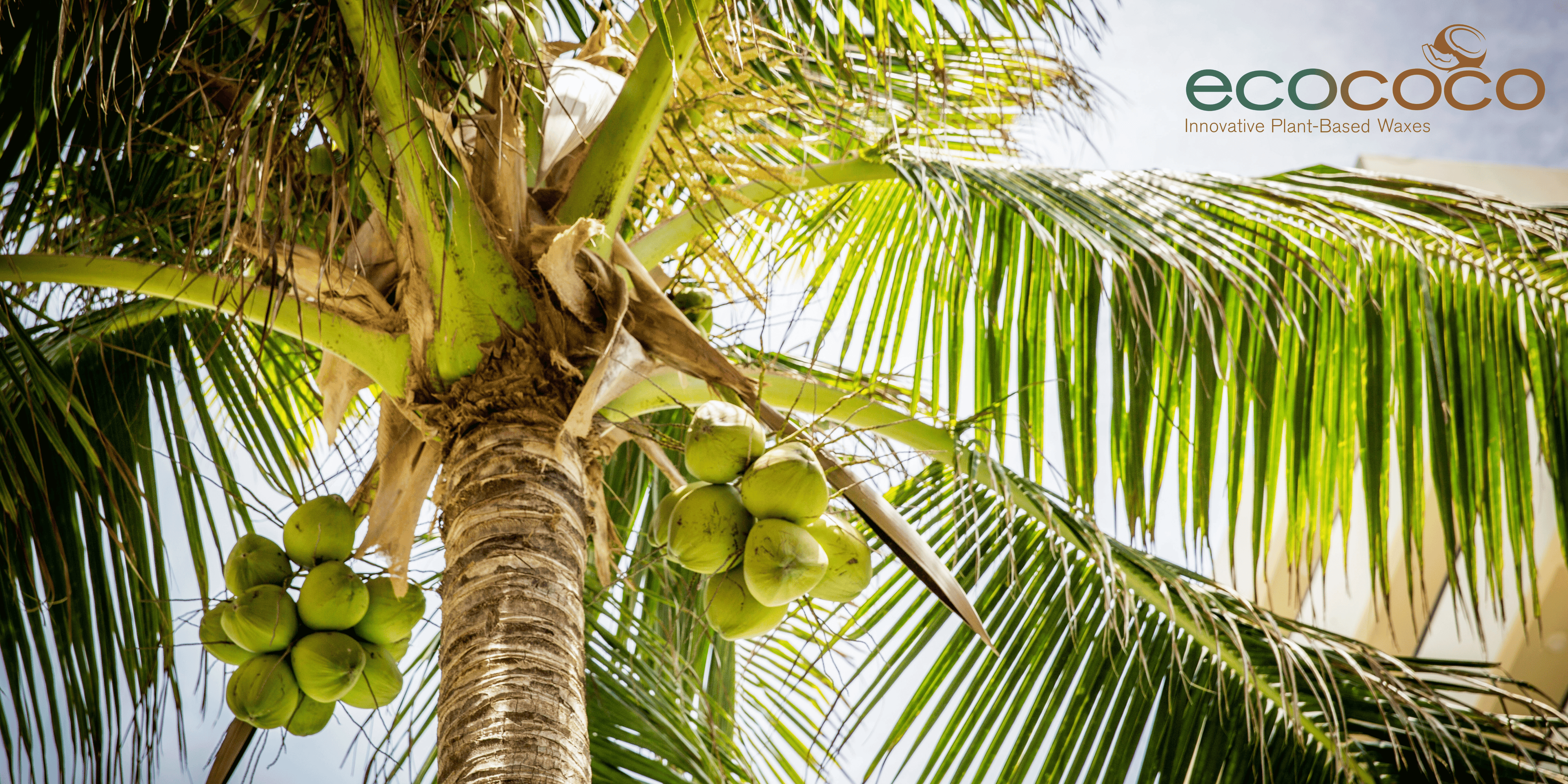EcoCoco Innovative Plant-Based Waxes